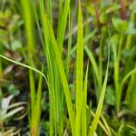 Juncus ensifolius Foglia