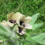 Hyoscyamus niger Flor