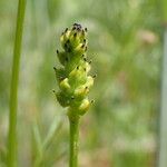 Adonis flammea Fruit