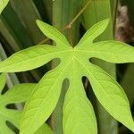 Merremia tuberosa Blad