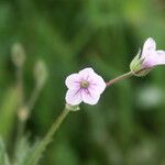 Erodium botrys Цвят