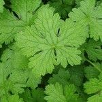 Geranium aculeolatum Leaf