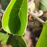 Ipomoea spathulata Feuille