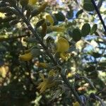 Sophora tomentosa Fleur