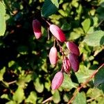 Berberis vulgaris Плід