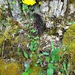 Hieracium glaucinum Habit
