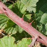 Rubus vestitus Rinde