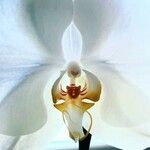 Phalaenopsis spp.Цветок