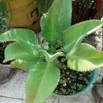 Kalanchoe ceratophylla Листок