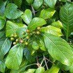 Psychotria carthagenensis Blad