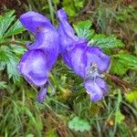 Aconitum variegatumŽiedas