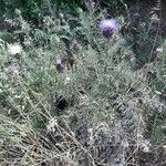 Cynara humilis Habit