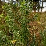 Euphorbia portlandica Natur