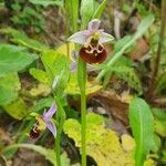 Ophrys fuciflora Kvet