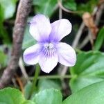 Viola riviniana Fiore