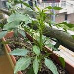 Capsicum annuumFruto