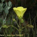 Drosophyllum lusitanicum Flower