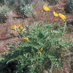 Balsamorhiza hookeri Habitus