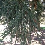 Sequoiadendron giganteum Folha