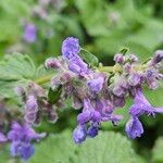 Nepeta racemosaЦвят