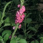 Stachytarpheta mutabilis Flower