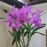 Guarianthe bowringiana Fiore