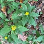 Solidago caesiaList