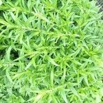 Artemisia dracunculus Folla
