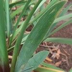 Iris albicans Leaf