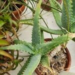 Aloe tororoana 葉