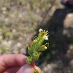 Teucrium flavum花