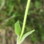 Prunella grandiflora 葉