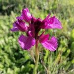 Anacamptis papilionaceaFloare