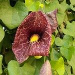 Aristolochia littoralis Kwiat