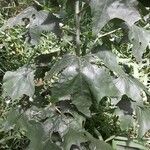 Arnoglossum plantagineum Leaf