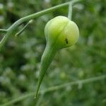 Raphanus sativus Fruit