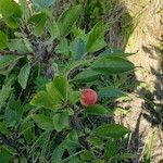 Prunus maritima Fruit