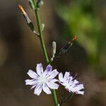 Stephanomeria diegensis Celota