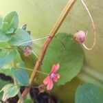 Lysimachia arvensis Fruit