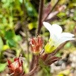 Saxifraga granulataFlower