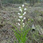 Cephalanthera longifolia Συνήθη χαρακτηριστικά