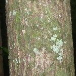 Pachira dolichocalyx Bark