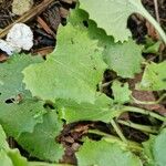Doronicum caucasicum Leaf