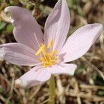 Colchicum alpinum Flower