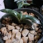 Gasteria excelsa Hostoa