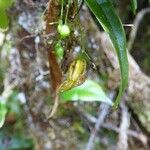 Angraecum obversifolium Vrucht