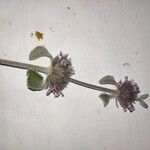 Marrubium supinum 花