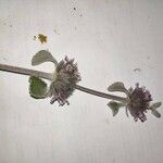 Marrubium supinum Fula