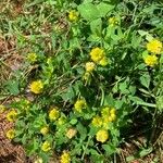 Trifolium aureum موطن