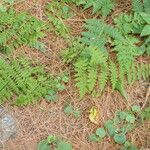 Cystopteris bulbifera Habitat